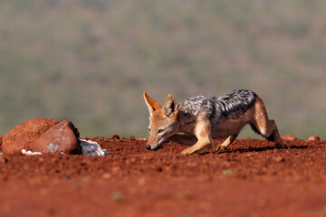Black-backed jackal stealing a part from a carcass in Zimanga Game Reserve in South Africa