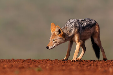 Black-backed jackal stealing a part from a carcass in Zimanga Game Reserve in South Africa