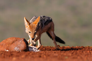 Black-backed jackal stealing a part from a carcass in Zimanga Game Reserve in South Africa