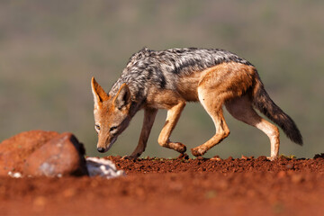 Naklejka na ściany i meble Black-backed jackal stealing a part from a carcass in Zimanga Game Reserve in South Africa