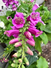 Pink Fox Glove in spring planter in Chicago