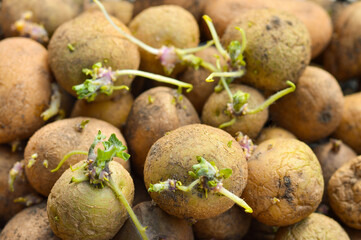 Sprouted potatoes with green shoots on the eve of spring, after allowing them to germinate, are sealed up.