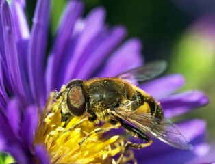 fly sitting on blue flower