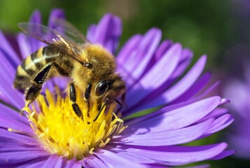 bee or honeybee in Latin Apis Mellifera on blue flower