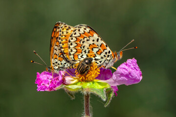 Macro shots, Beautiful nature scene. Closeup beautiful butterfly sitting on the flower in a summer garden.