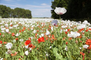 flowering opium poppy field in Latin papaver somniferum