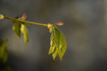 young plum branches, flowering cherry plum branch,