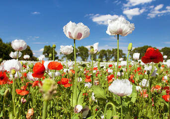 flowering opium poppy field in Latin papaver somniferum - obrazy, fototapety, plakaty