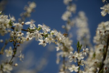 young plum branches, flowering cherry plum branch, bee