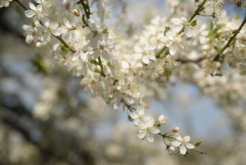 
young plum branches, flowering cherry plum branch
