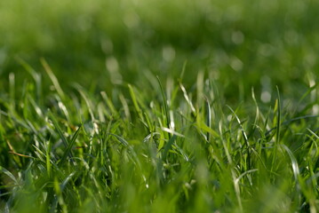 juicy young green grass, lawn