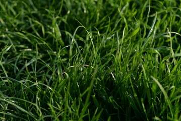 juicy young green grass weed