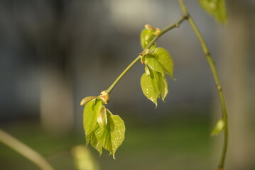 juicy young green linden leaves