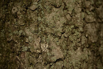 bark linden tree bark structure