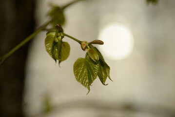 juicy young green linden leaves