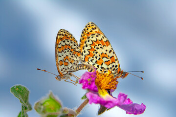 Macro shots, Beautiful nature scene. Closeup beautiful butterfly sitting on the flower in a summer garden.