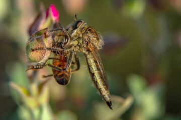Macro shot of a robber fly in the garden