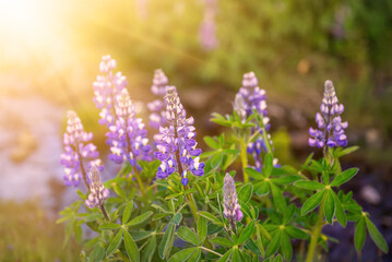 Lupine flowers in Iceland