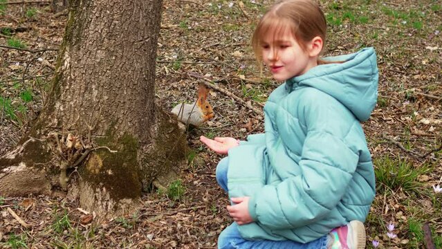 a little girl in a blue jacket feeds a squirrel a nut from her palm. 