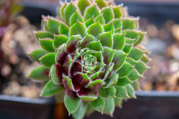 Rosette of hens and chicks plant in closeup showing red and green colors and hairy succulent leaves.