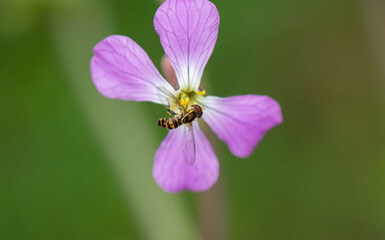 A western calligrapher hover fly perched on a purple wild radish blossom