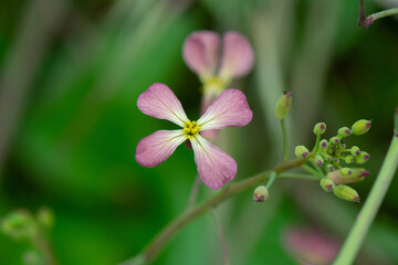 Mauve or purple colored Wild Radish blossoms (Raphanus raphanistrum) and buds.