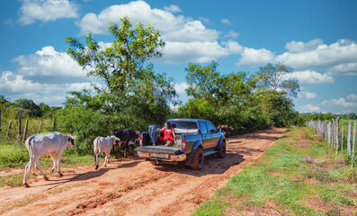 Woman sits in the back of a pickup truck with a dog and suitcase as free-roaming cows walk past her, all on a typical red sand road in Paraguay.. - obrazy, fototapety, plakaty