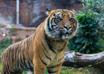 A tiger, seen in Biopark - Zoo of Rome, Italy 