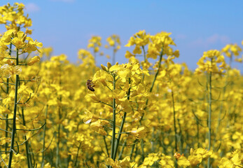 pszczoła zbierająca miód z kwiatów rzepaku - obrazy, fototapety, plakaty