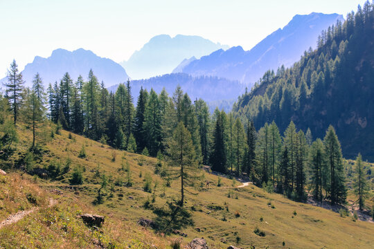 Fir trees on a slope with mountain landscape on background. Italian Alps.