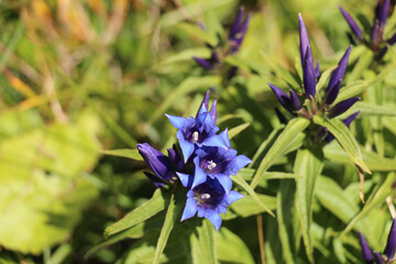 Close up of a Willow Gentian with green grass on background, blue blooming flower.
