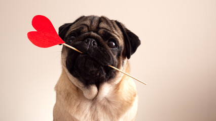 Cute pug inlove. Valentine postcard with red hearts and lovely face dog. Valentine's day love...