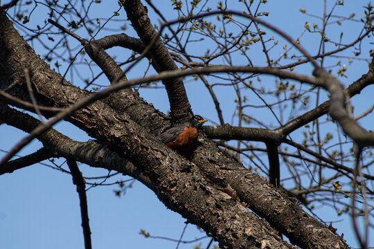 American Robin in a tree against blue sky