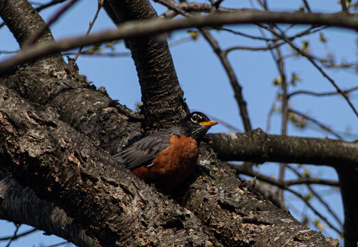 American Robin in a tree against blue sky