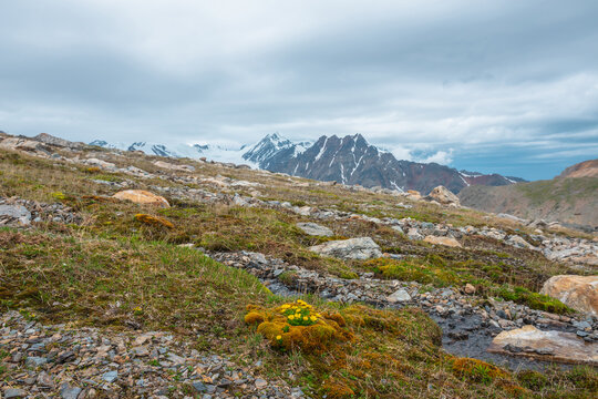 Vivid sunlit landscape with small yellow buttercup flowers among mosses and grasses near clear mountain stream with view to large snow mountain range in cloudy sky. High mountain flora in sunlight.