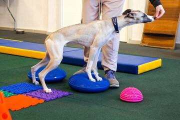Dog is engaged fitness on massage and physiotherapy carpet. Training device for rehabilitation...