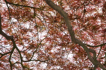 Acer palmatum