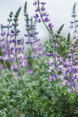 Obraz premium Silver Lupine close-up (Lupinus argenteus) in bloom, silvery-green leaves line the stems, and violet, pea-like flowers are arranged in a showy spike