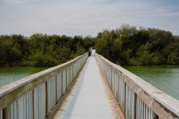 Lake, and long wooden boardwalk through the lake. Marsh plants, bushes, green forest, and cloudy sky