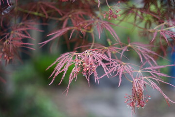 Acer palmatum