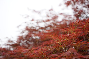Acer palmatum