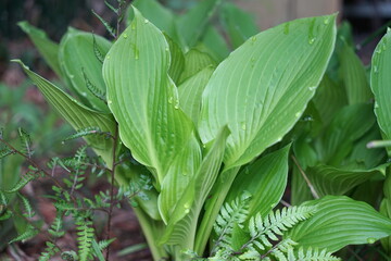 Hosta ventricosa