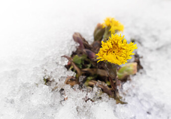 Tussilago farfara flowers under snow