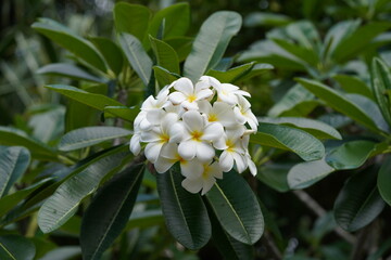Frangipani Tree Plumeria