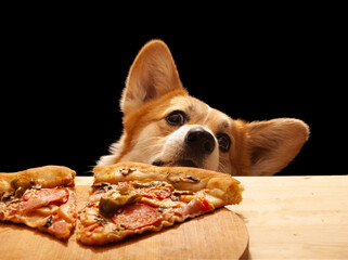 One cute Pembroke Corgi wants to eat a slice of pizza from the table. Dog life