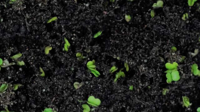 Top view, timelapse - fresh microgreens arugula, rucola sprouts growing - zoom out shot, close up view, macro. Spring, germination, raw, growth, healthy food and time lapse concept