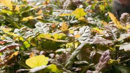 Pequeños robles emergiendo en suelo de bosque