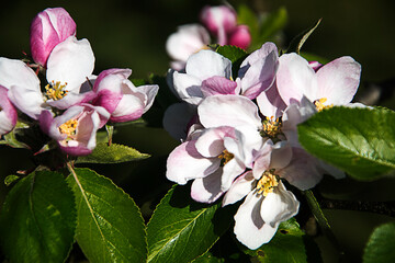 Apple blossom on a dwarf apple tree of the variety James Grieve, which is an early and tasty eating...