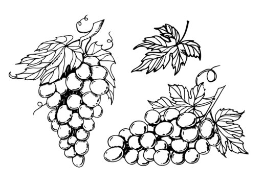 Bunch of Grape set. Hand drawn vector illustration with Vine Clusters and leaves. Vintage drawing in line art style