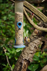 Naklejka premium Goldfinches eating seeds at a bird feeder